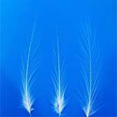 Darutoll - WHITE (feh�r)